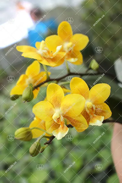 Phalaenopsis (stuartiana X Yungho Gelb Canary) x Stone Dance