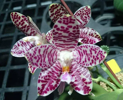 Phalaenopsis Mok Choi Yew x Yaphon Sir