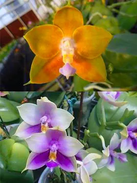 Phalaenopsis Ld's Bear King x Samera