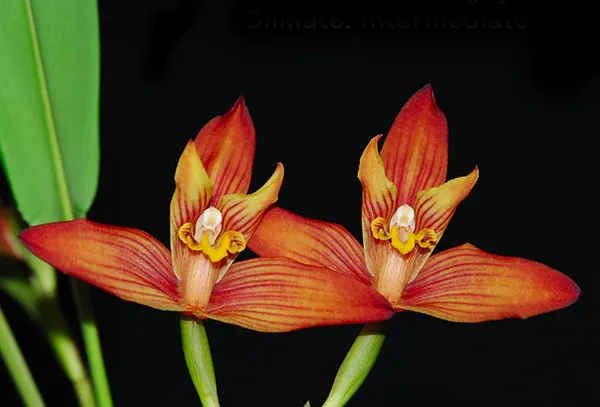 Maxillaria Alan Digby