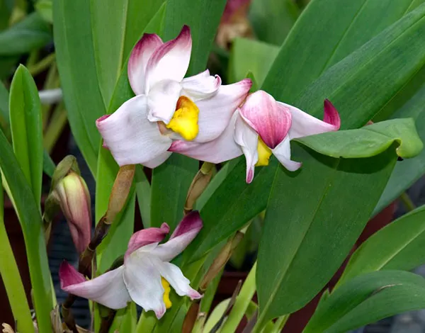 Maxillaria Padre Jorge Moreno