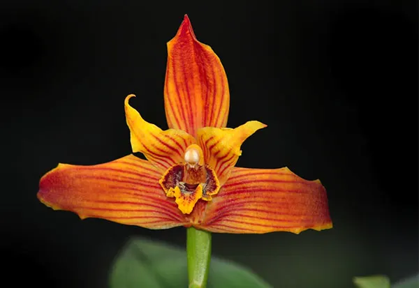 Maxillaria Sangai x Maxillaria molitor orange