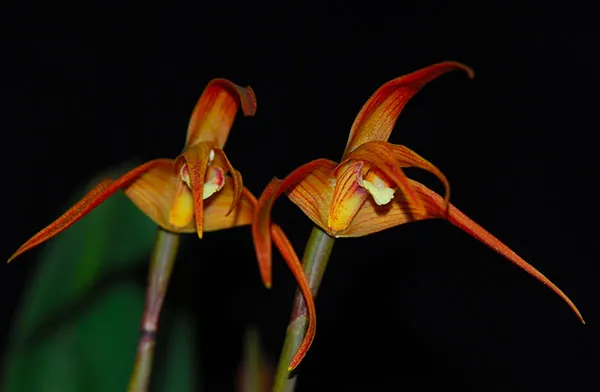 Maxillaria arachnites x striata