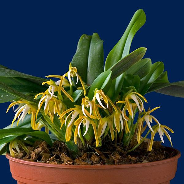 Maxillaria pseudoreichenheimiana