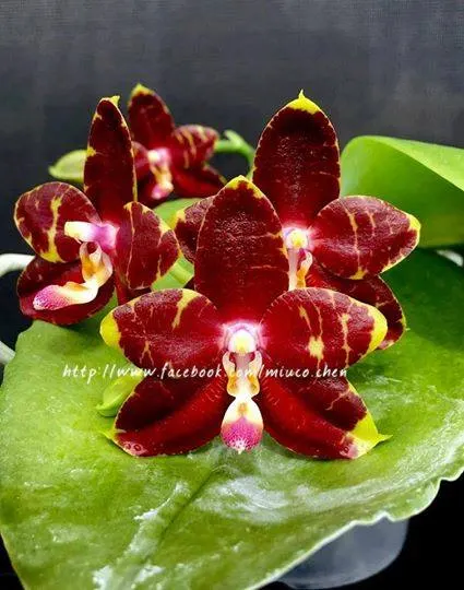 Phalaenopsis YangYang Prince (Jong's Gigan Cherry x LD Bear King)