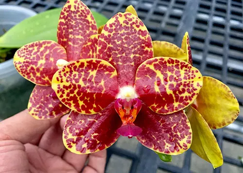 Phalaenopsis YangYang Bumblebee 'Prince'