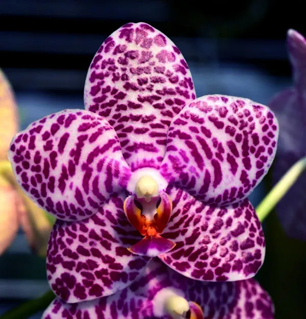Phalaenopsis gigantea x Hsinying Fanjo