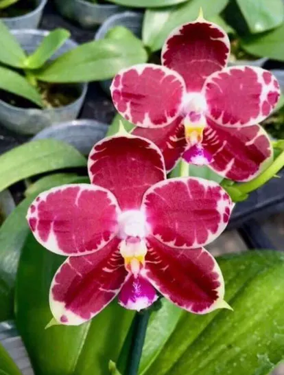 Phalaenopsis KS Surer Zebra (clone)