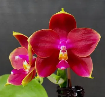 Phalaenopsis Mituo King Bellina 'Red Apple’