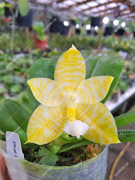 Phalaenopsis Lyndon Gold Ring (clone)