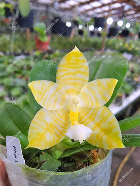 Phalaenopsis Lyndon Gold Ring (clone)