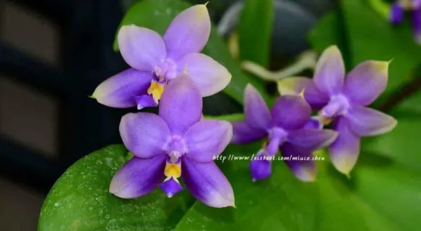 Phalaenopsis Yaphon The Hulk