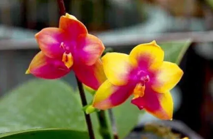 Phalaenopsis LD Bear Queen 'Change Face’