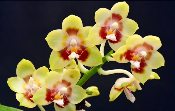Phalaenopsis Chienlung Sweetheart ‘Light’ (clone)