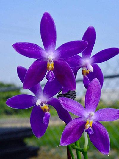 Phalaenopsis YangYang Blue Berry