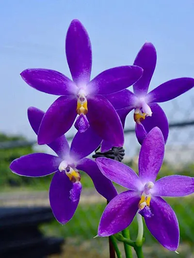Phalaenopsis YangYang Blue Berry