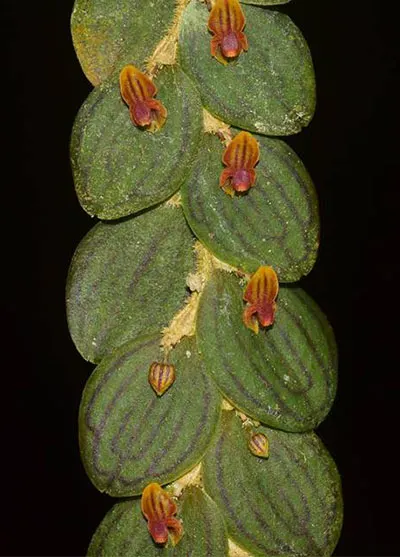 Lepanthes nummularia