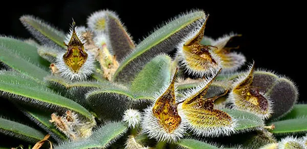 Dresslerella lasiocampa