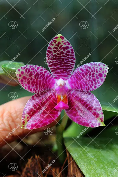Phalaenopsis Mok Choi Yew