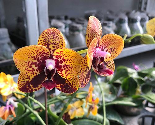 Phalaenopsis Zheng Min Anaconda 'Yaphon'
