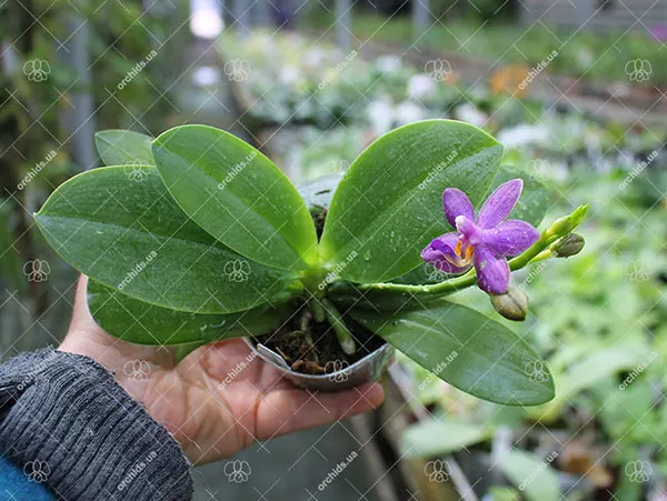 Phalaenopsis Tying Shin Blue Jade x amabilis