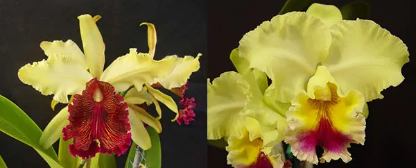 Cattleya dowiana x Brassolaeliocattleya Goldenzelle 'Lemon Chiffon'