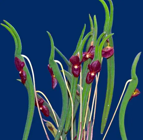 Pleurothallis dilemma