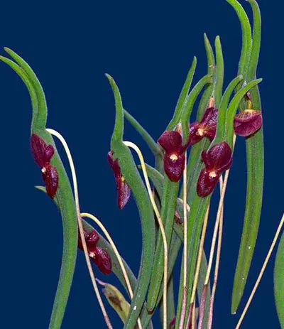Pleurothallis dilemma