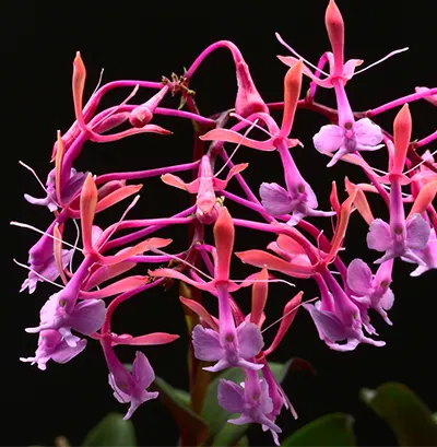 Epidendrum capricornu