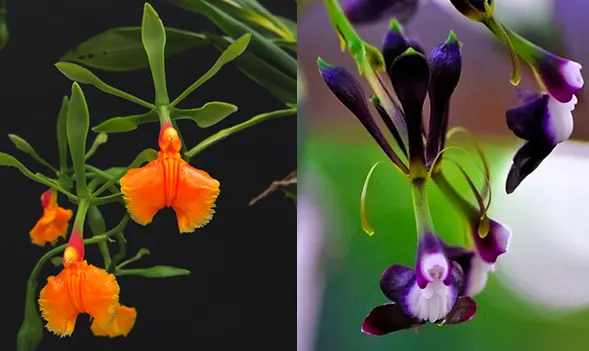 Epidendrum pseudepidendrum x melanoporphyreum