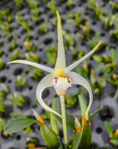 Diplocaulobium chrysotropis