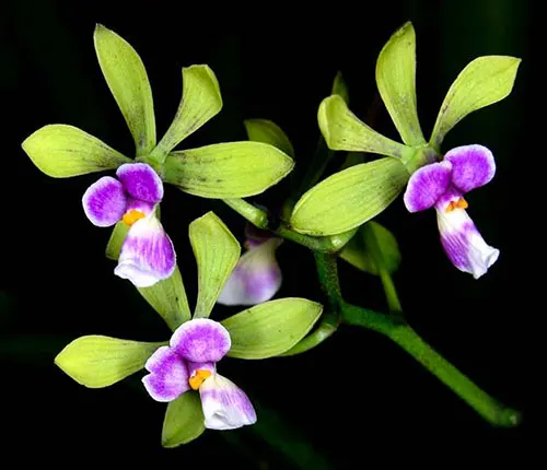 Encyclia mooreana