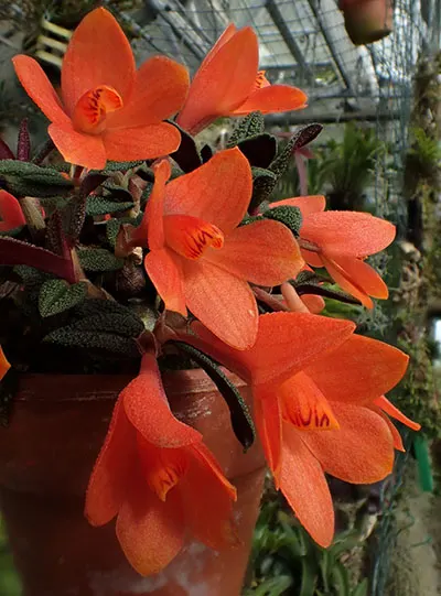 Dendrobium cuthbertsonii Orange