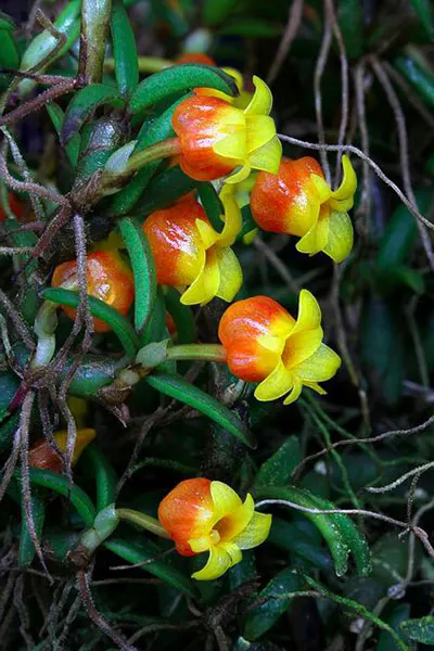 Mediocalcar decoratum