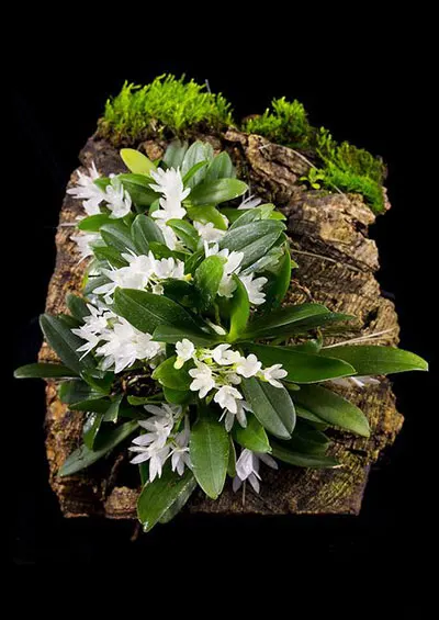 Aerangis hyaloides