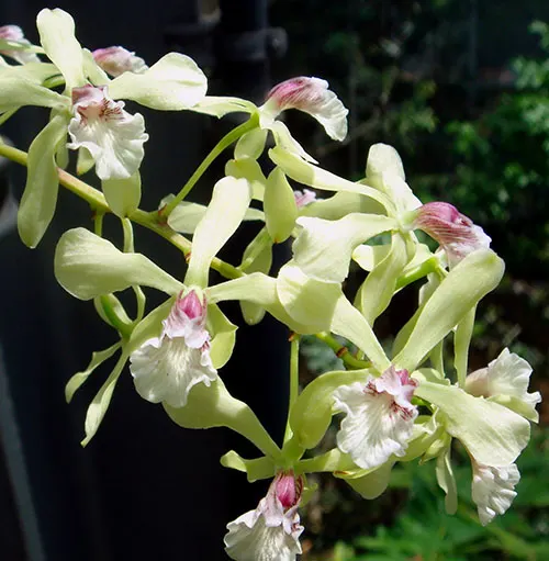 Encyclia incumbens