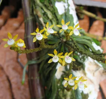 Taeniophyllum obtusum