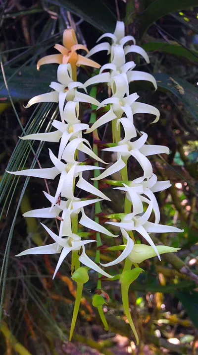 Cyrtorchis arcuata