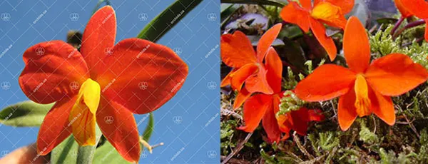 Sophronitis bicolor x xanthoglossa