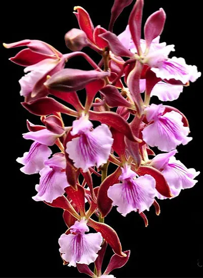 Encyclia phoenicea