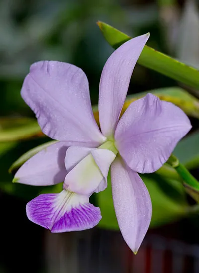 Cattleya walkeriana coerulea 'Blue Moon'