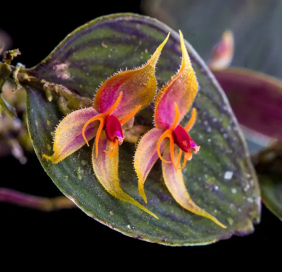 Lepanthes hexapus