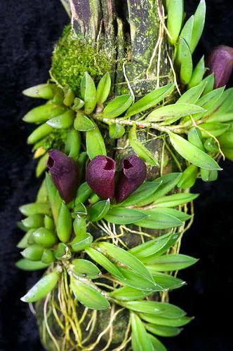 Pleurothallis sarracenia