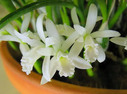 Laelia lundii alba