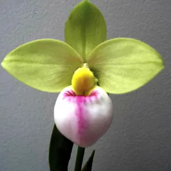Phragmipedium schlimii var manzurii