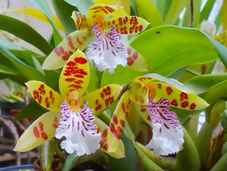 Helcia sanguinolenta