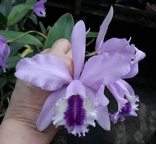 Cattleya Dipozzi Tiziano x lueddemanniana coerulea