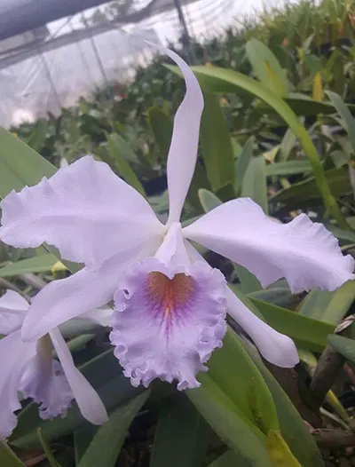 Cattleya Sapphirata coerulea 'Azure Sky'