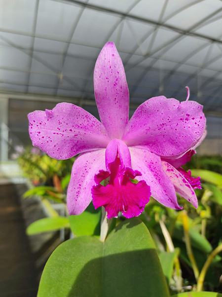 Cattleya Virgen de Guadalupe