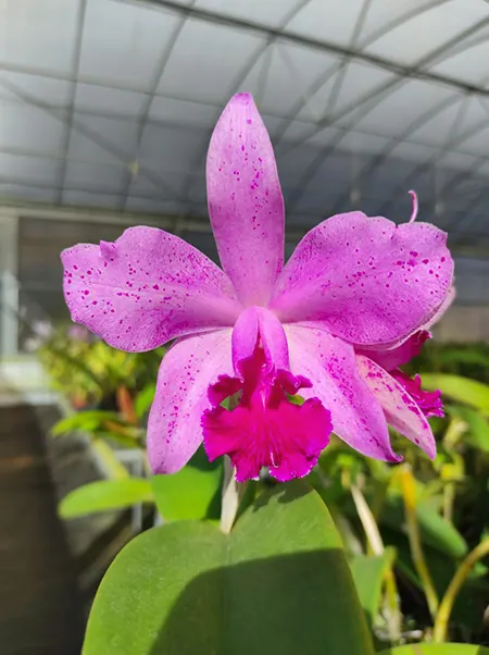 Cattleya Virgen de Guadalupe